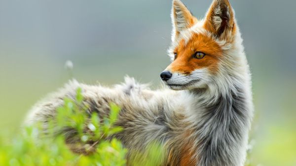 Red fox, Chukotka region, Russia