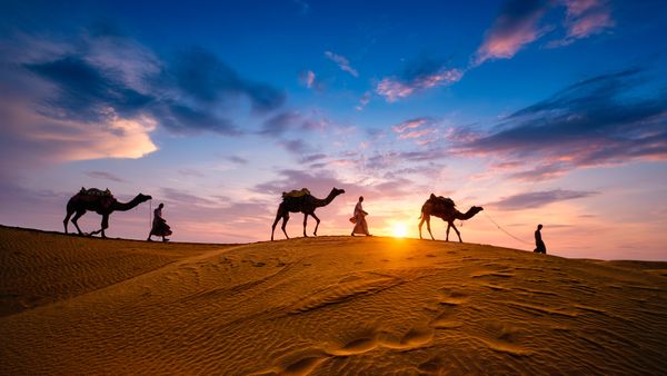 Cammelli a Jaisalmer, Rajasthan, India