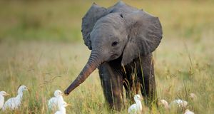Juvenile African elephant with cattle egrets -- Anup Shah/Corbis &copy; (Bing United States)
