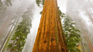 Giant sequoia trees in Sequoia National Park, California. The park turns 128 today. (© Yva Momatiuk and John Eastcott/Minden Pictures)(Bing Australia)