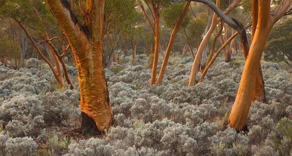 EucalyptusTrees