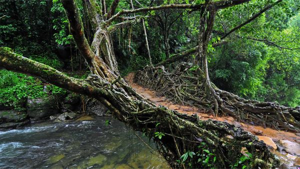 Living root bridge in India