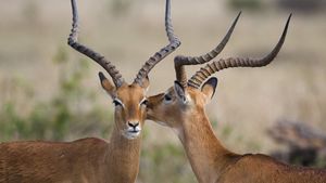 Deux impalas dans la réserve nationale du Masai Mara, Kenya (© Fritz Polking/Minden Pictures)(Bing France)