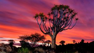 Forêt de kokerboom (aloe dichotoma) près de Keetmanshoop, Namibie (© Barry Lewis/Corbis)(Bing France)