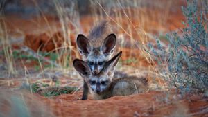 卡格拉格帝跨境公园内的两只大耳狐，博茨瓦纳 (© Richard Du Toit/Minden Pictures)(Bing China)
