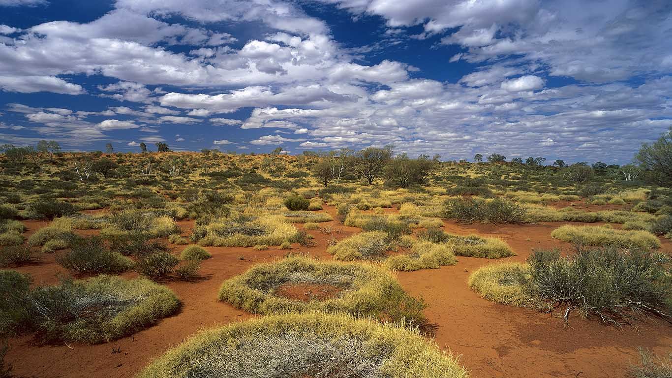 Spinifex rings in Little Sandy Desert, Western Australia