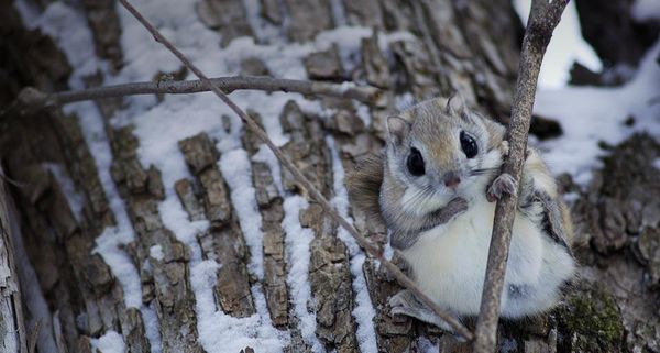JapaneseDwarfFlyingSquirrel