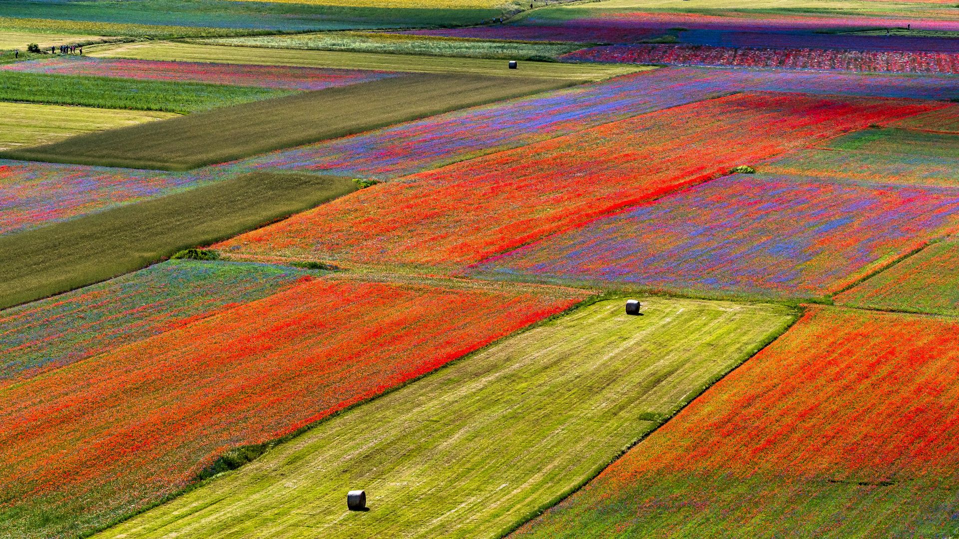 Lenticchie in fiore, Castelluccio di Norcia, Perugia, Umbria