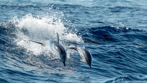 Vista dall'alto di delfini che nuotano nel mare, Genova, Italia (© Andrea Izzotti/500px/Getty Images)(Bing Italia)