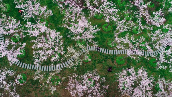 Cherry blossoms in Shanghai, China