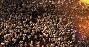 Bees in San Felice Circeo, Italy (© Massimo Borchi/4Corners) &copy; (Bing New Zealand)