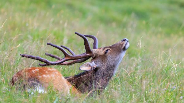 Cerf sika dans l’herbe, parc de Merlet, Haute-Savoie
