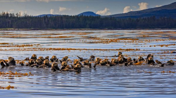 Sea otters, Sitka Sound, Sitka, Alaska, USA