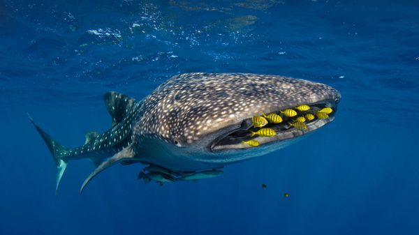 Golden trevally swim with a whale shark in Cenderawasih Bay, Indonesia