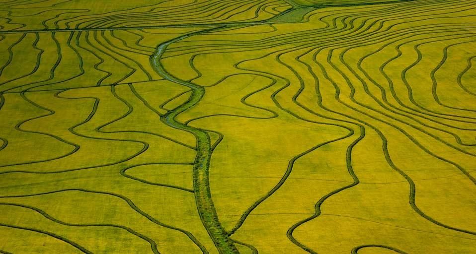 UruguayRice