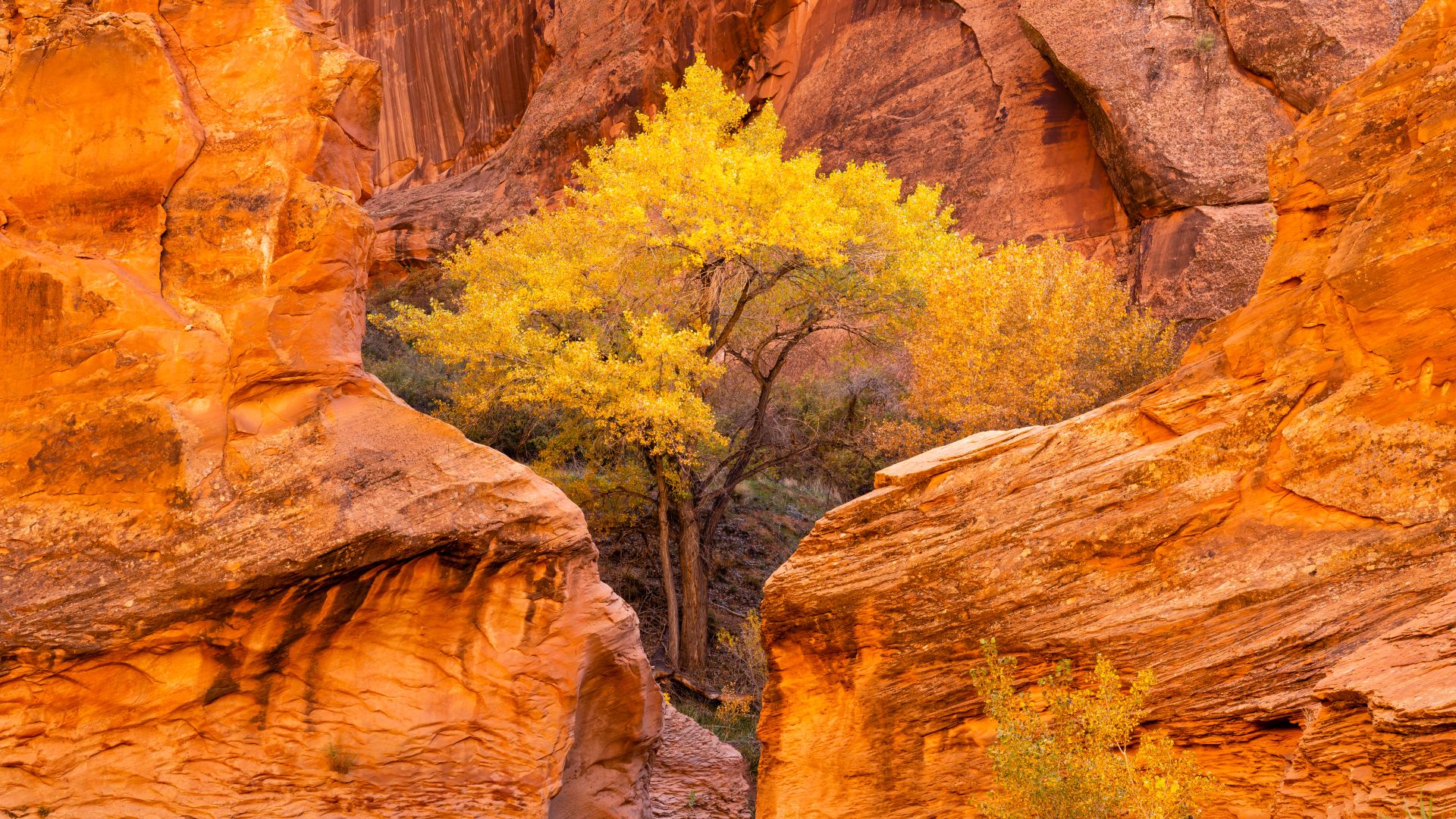 Pioppo e arenaria rossa nel Coyote Gulch, Glen Canyon National Recreation Area, Utah, Stati Uniti