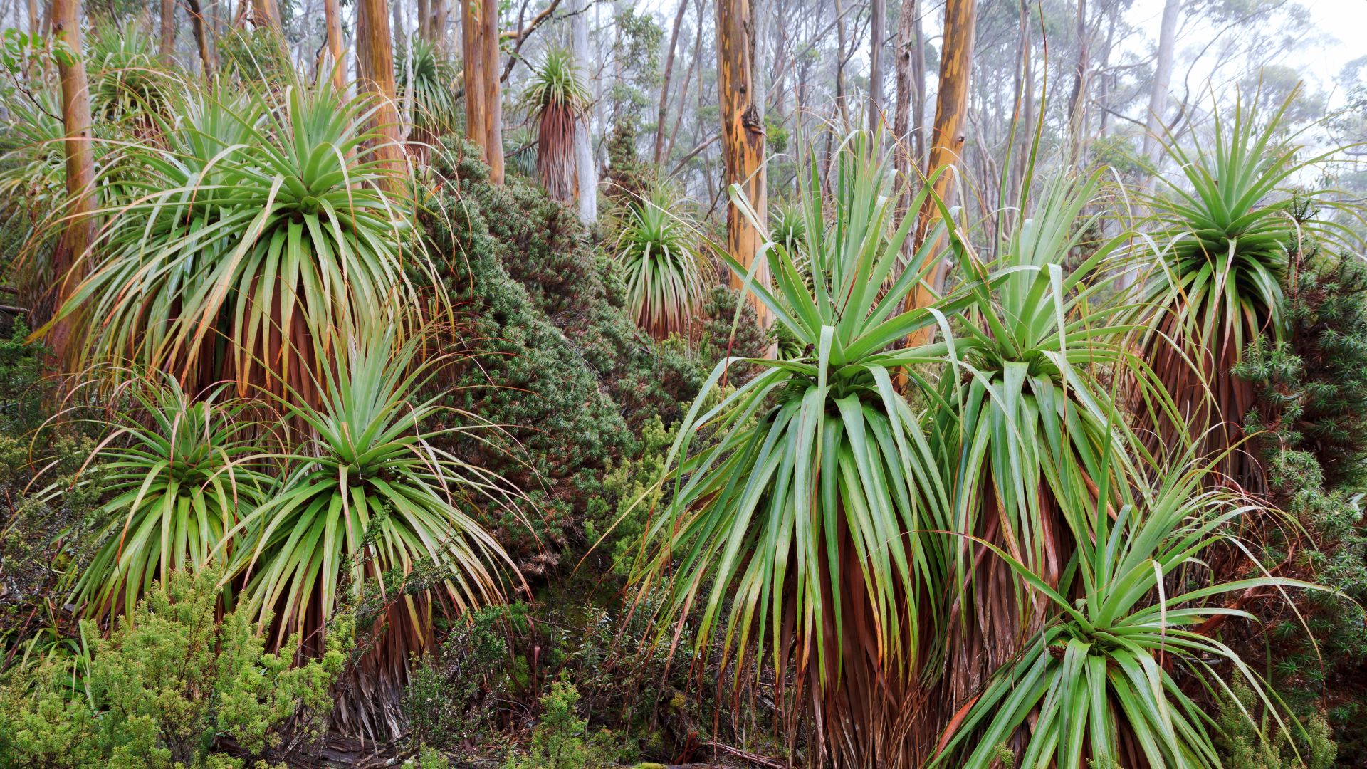 Tasmanian snow gum and pandani plants near Lake Dobson, Mount Field National Park, Tasmania, Australia