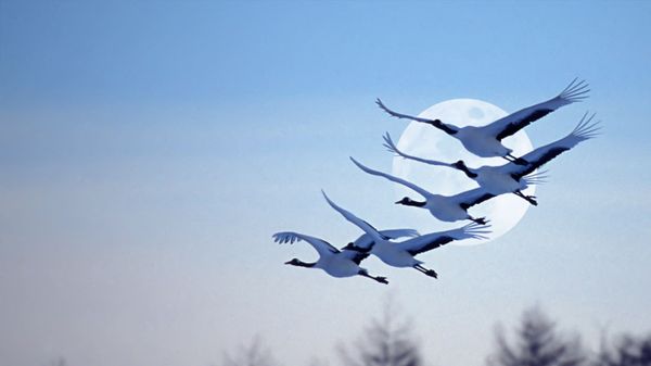 ｢満月とタンチョウ｣北海道
