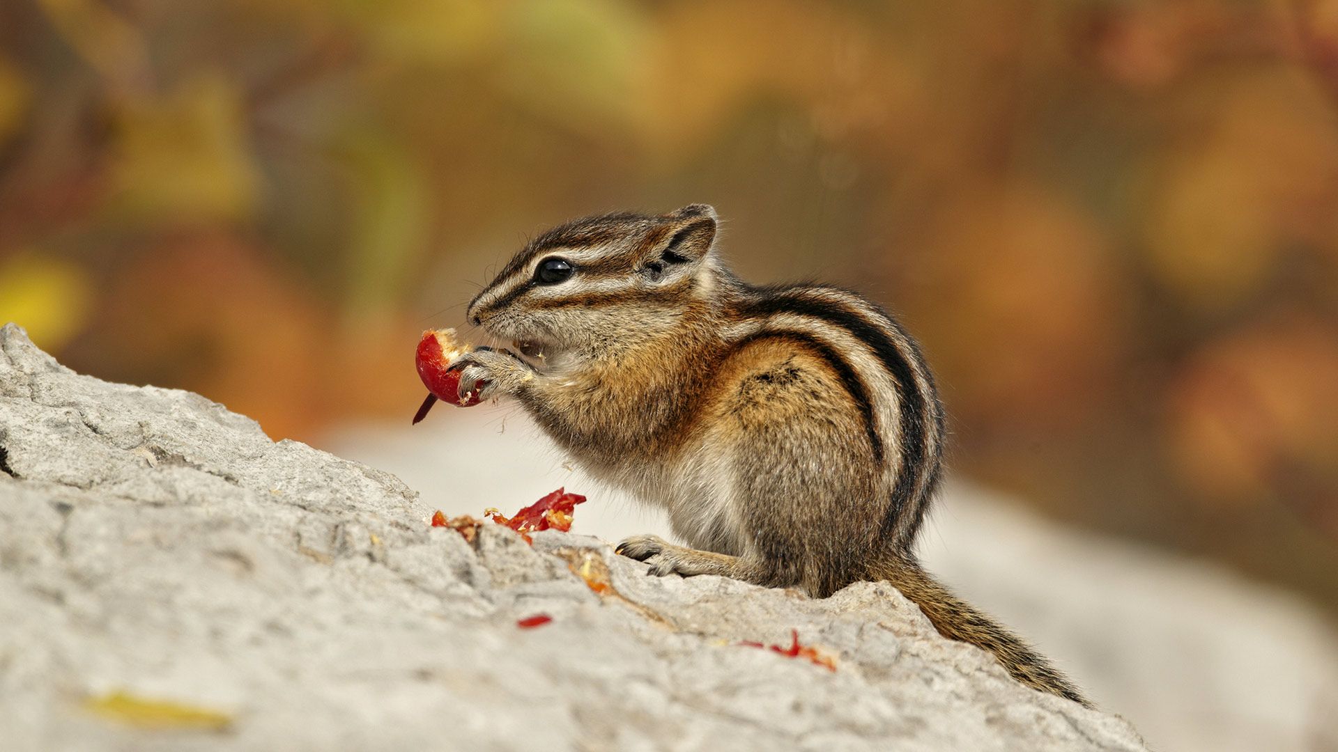 Least Chipmunk (Tamias minimus) adult, feeding on berries in Autumn, Jasper National Park, Alta.