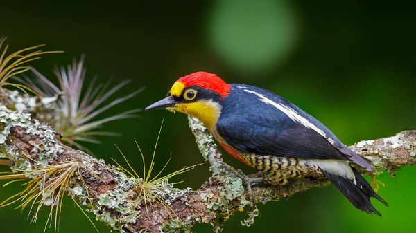 A yellow-fronted woodpecker in Brazil
