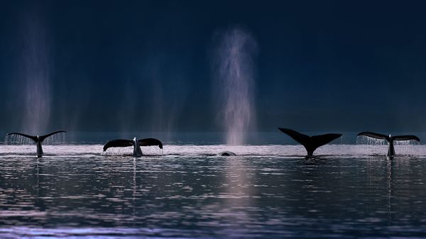 Humpback whales in Stephens Passage near Admiralty Island, Alaska, USA