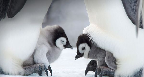 Emperor penguin chicks Snow Hill Island, Weddell Sea, Antarctica