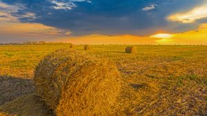 Un campo di grano in Ucraina (© Yuriy Kulik/Getty Images)(Bing Italia)