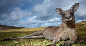 澳大利亚国家公园内的东部灰大袋鼠 (© Paul Souders/Corbis) &copy; (Bing China)