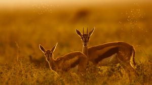 マサイマラ国立保護区, ケニア (© Gallo Images/DanitaDelimont.com)(Bing Japan)