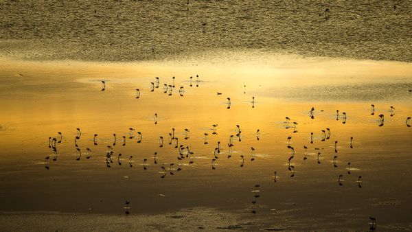 Lesser flamingo flock, Lake Magadi, Kenya