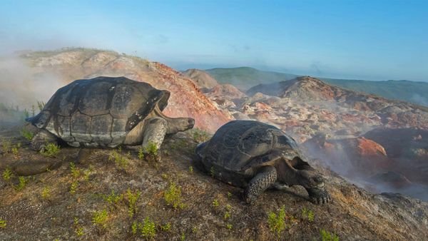 Giant tortoises on Alcedo Volcano in the Galápagos Islands