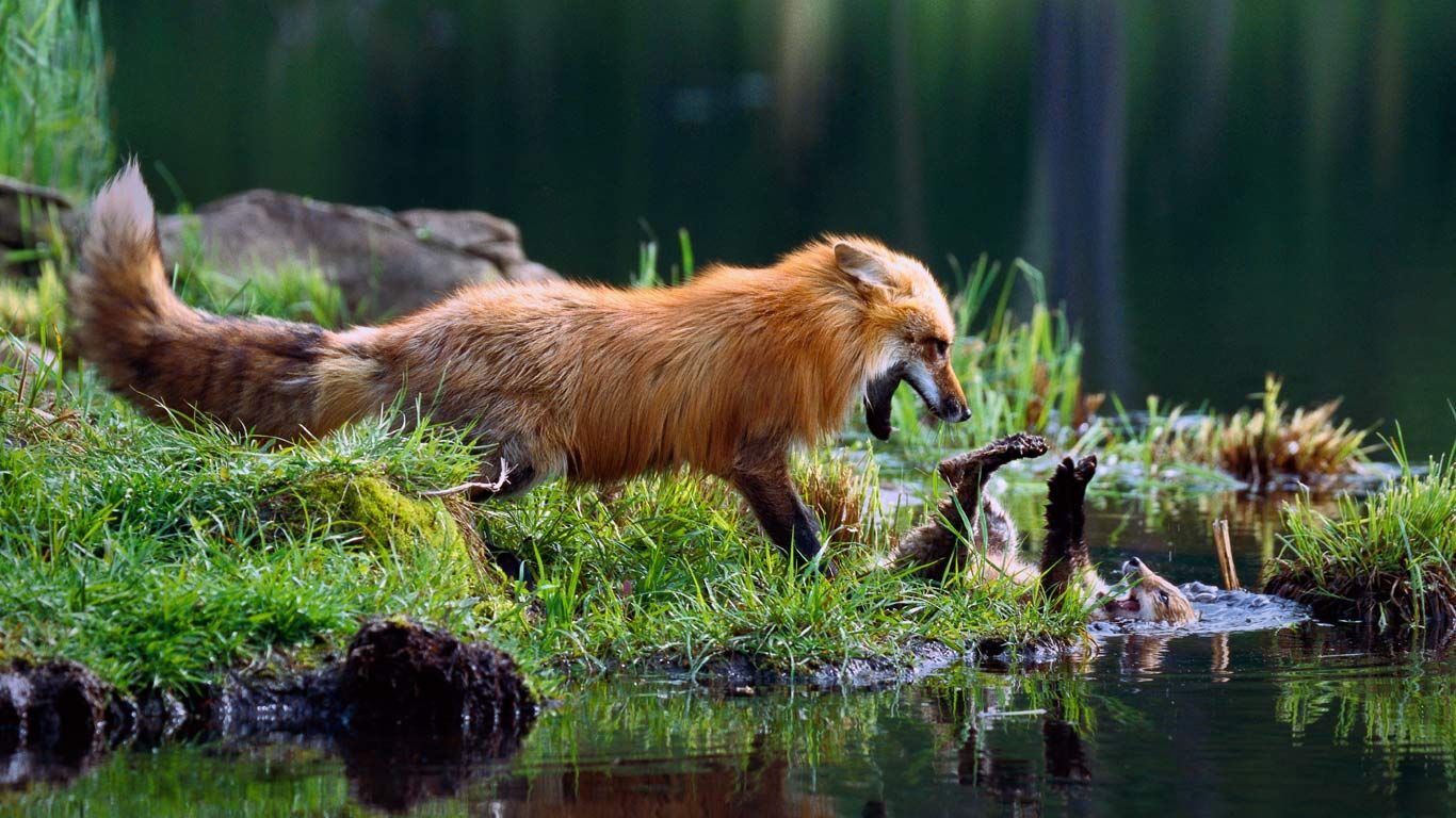 Red fox mother play-fighting with kit