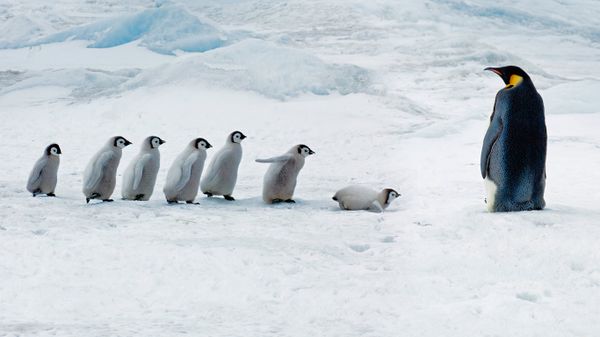Emperor penguin adult and chicks, Snow Hill Island, Antarctica