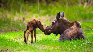美国阿拉斯加州安克雷奇，金凯德公园中的驼鹿母子 (© Michael Jones/Corbis)(Bing China)