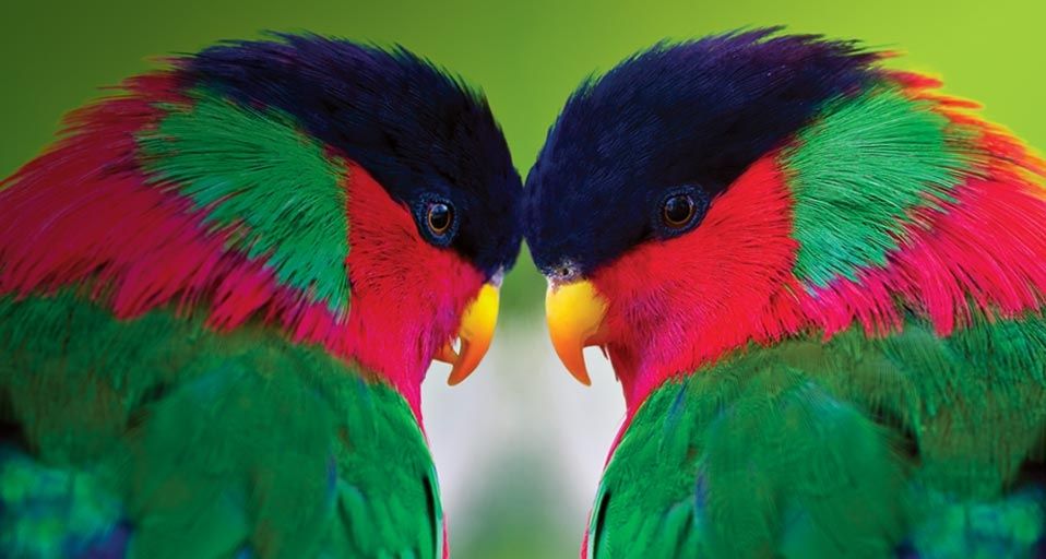 CollaredLorys
