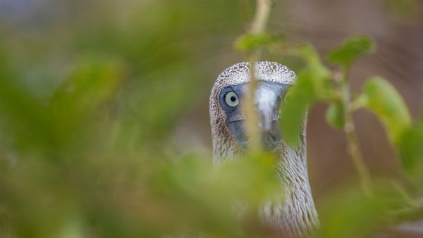 Sula dai piedi azzurri, Isole Galápagos, Ecuador