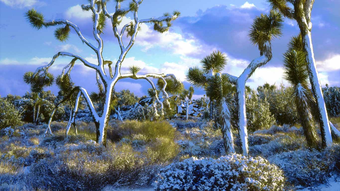 Snow-covered Joshua trees, Joshua Tree National Park, California