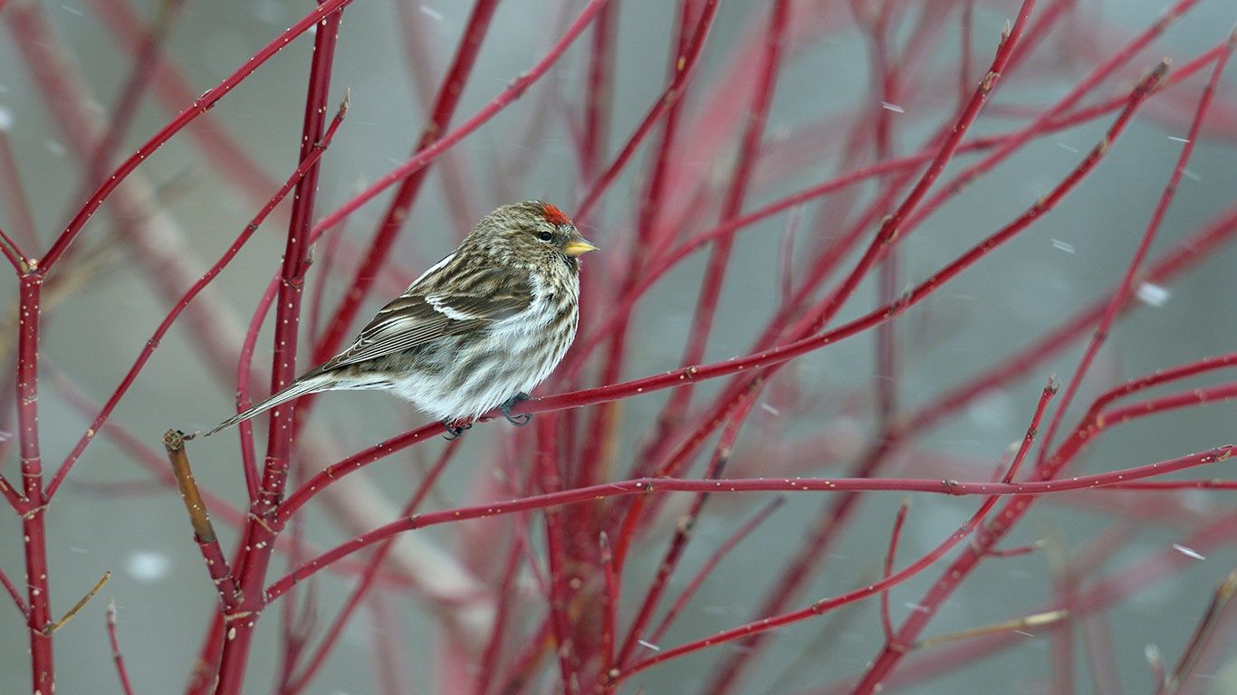 Common redpoll perched on a branch in snow, Quebec