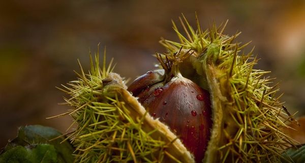 Chestnuts