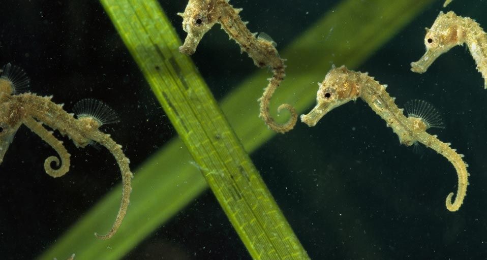Seahorses