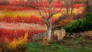 ｢セイヨウキヌヤナギの紅葉｣スペイン, クエンカ (© David Santiago Garcia/Aurora Photos)(Bing Japan)