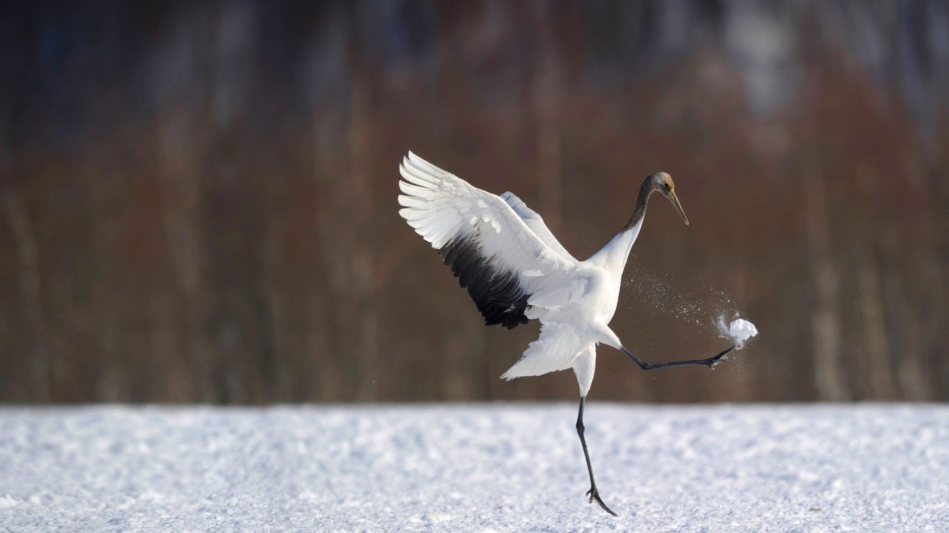 Japanese crane in Hokkaido, Japan