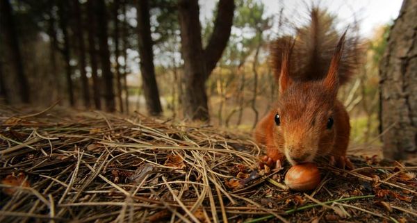 RedSquirrelWeek