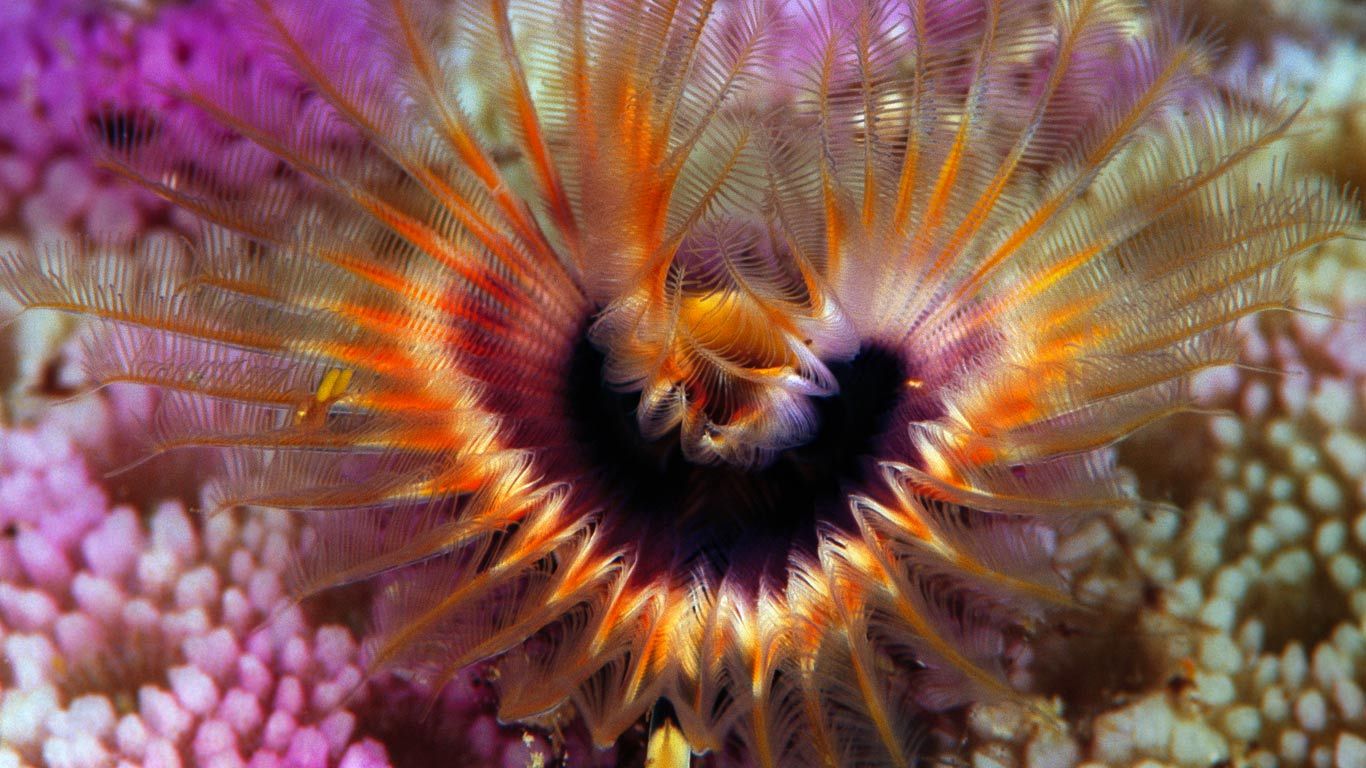 Star horseshoe worm on a hump coral reef off the Solomon Islands