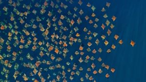 Large school of Munk\'s devil rays seen from the air, Gulf of California, Mexico (© Mark Carwardine/Minden Pictures)(Bing United States)