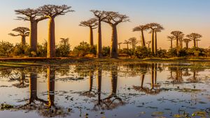 Baobab trees at sunset, Avenue of the Baobabs, Madagascar (© Framalicious/Shutterstock)(Bing New Zealand)