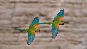 Red-fronted macaws in Omerque, Cochabamba, Bolivia (© Bernard Castelein/Minden Pictures)(Bing New Zealand)
