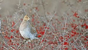 A sharp-tailed grouse (tympanuchus phasianellus) perched on a buffalo berry shrub in Elbow, Sask. (© Nick Saunders/Getty Images)(Bing Canada)