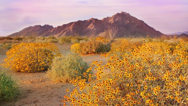 Fioritura primaverile dei cespugli, deserto di Sonora, Arizona, Stati Uniti
