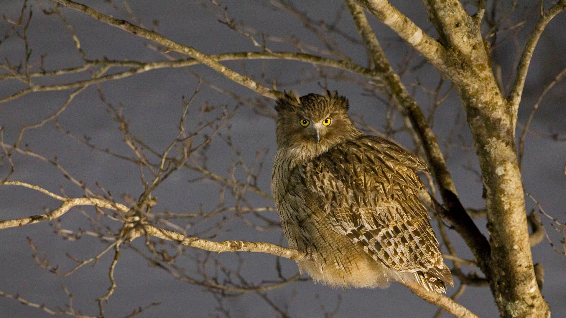 Blakiston\'s fish owl in Hokkaido, Japan
